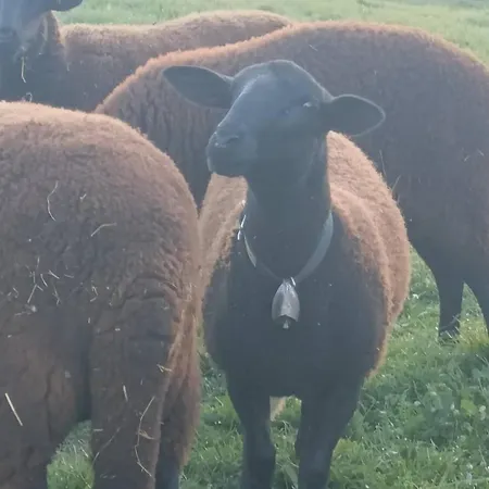 Feriehus Le Carpe Diem *